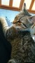 Ianis (1)